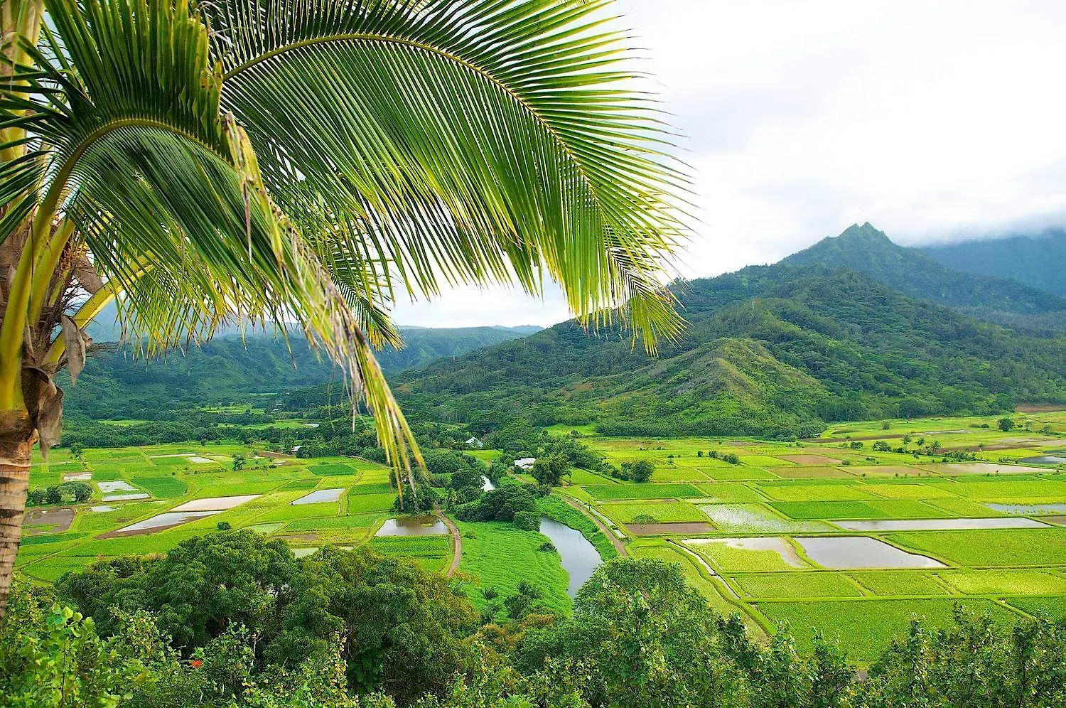 Apartment Waipouli Beach Resort Exquisite Ground Floor Pool View Kapa'a